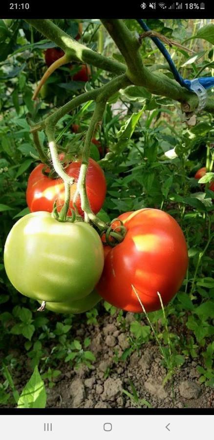 Готель Eco Familia Pojoga Екстер'єр фото